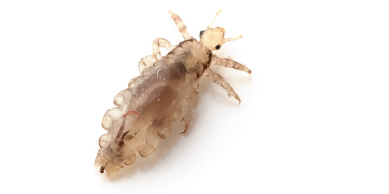 Does Hair Dye Kill Lice? How To Kill Nits: The Facts · The Organizer UK
