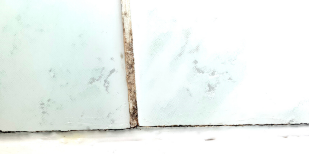 mold in grout