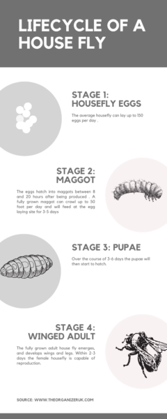 life cycle of a housefly infographic