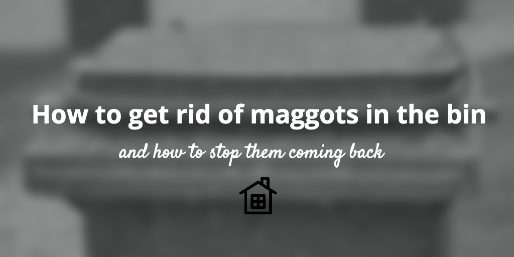 how to get rid of maggots in the bin 