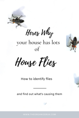 why are there so many flies in my house ?