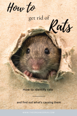 how to get rid of rats 