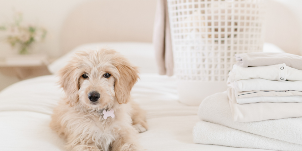 How to get dog hair out of clothes without a lint roller · The Organizer UK