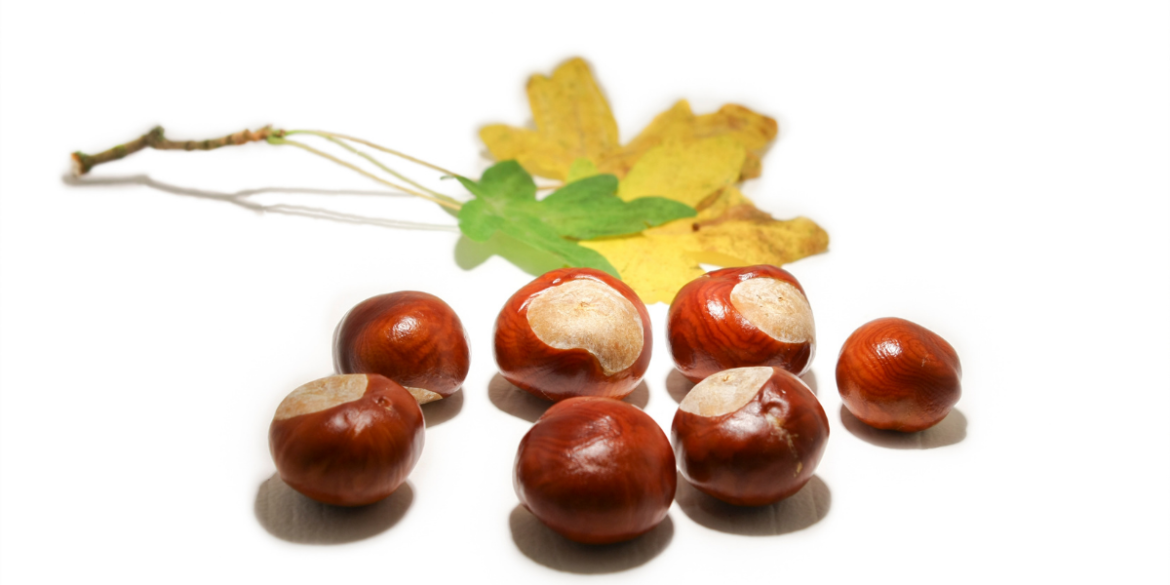 six conkers and a leaf