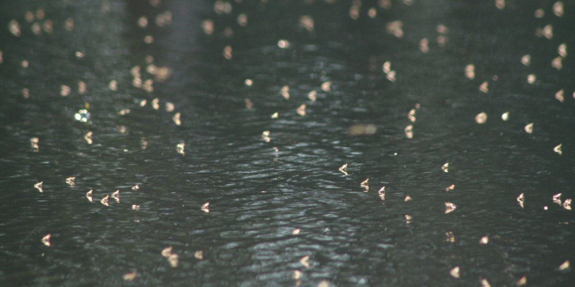 swarm of midges by water 