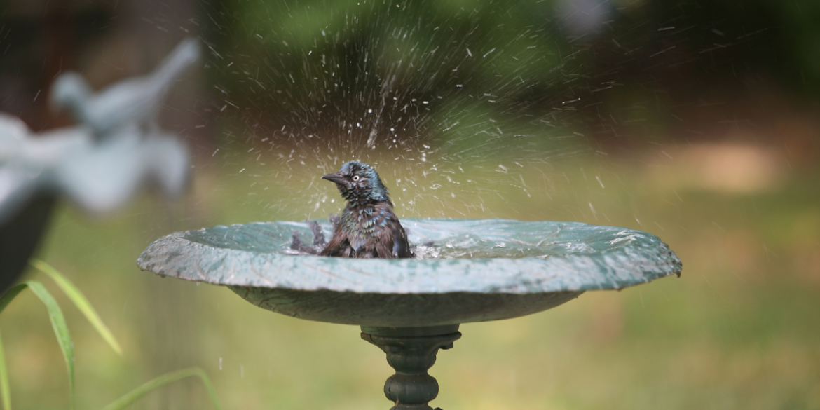 blackbird splashing in a bird bath