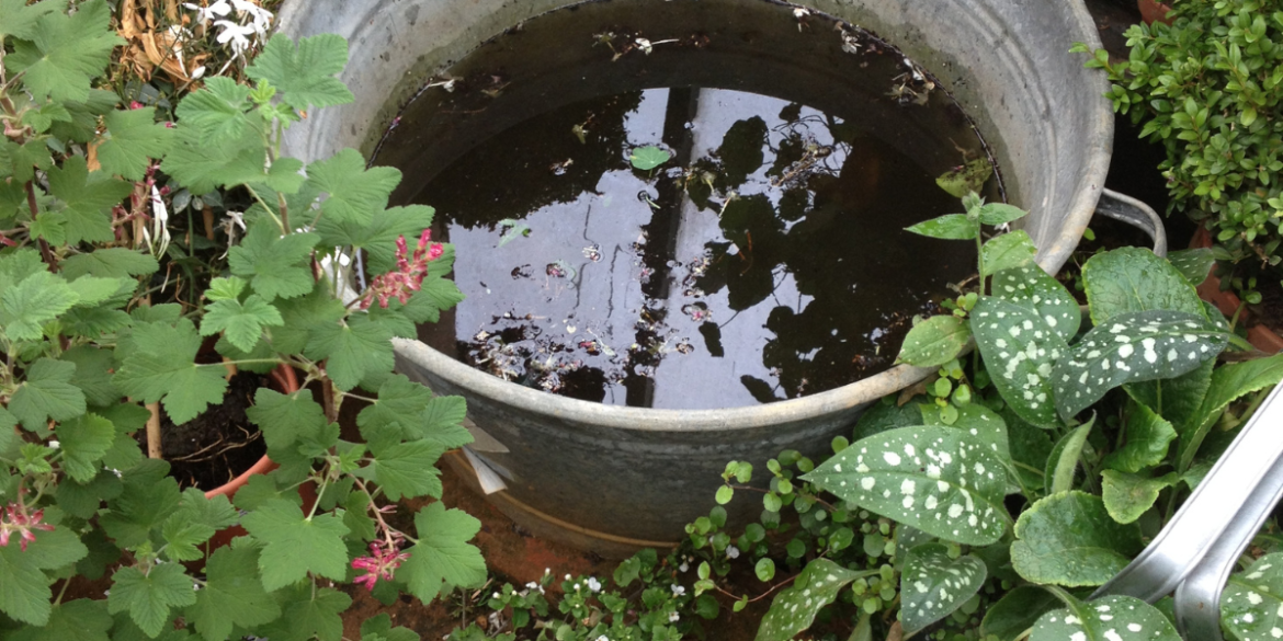 bucket of stagnant water