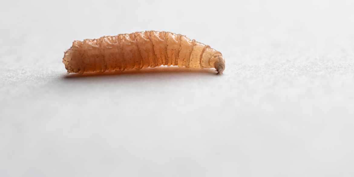 Five simple reasons you might have maggots in your carpet.