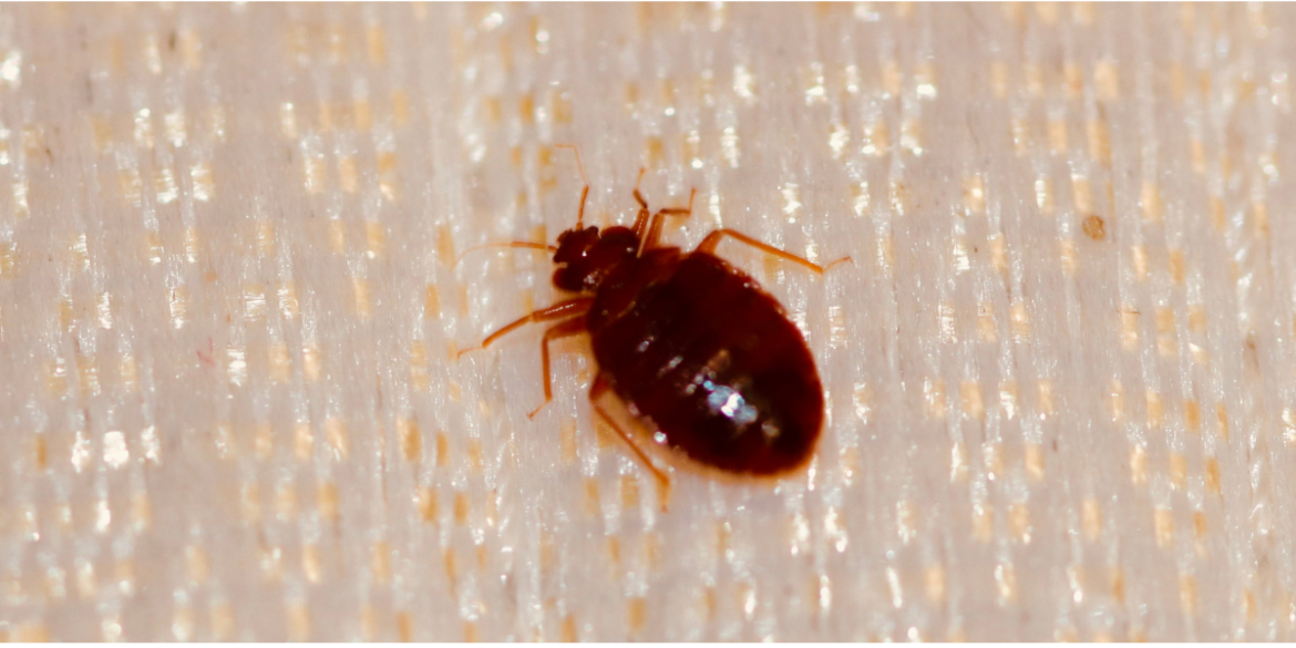 How Fast Do Bed Bugs Spread From Room to Room? Find out now!