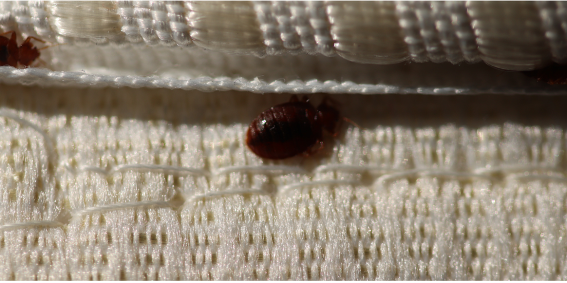 bed bug hiding in a mattress seam