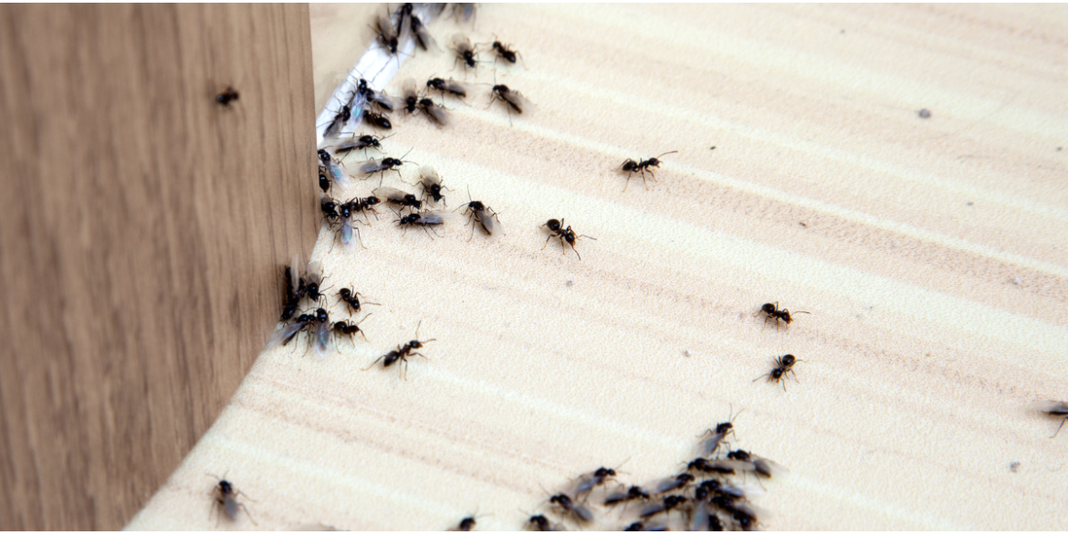 How to get rid of house ants in winter