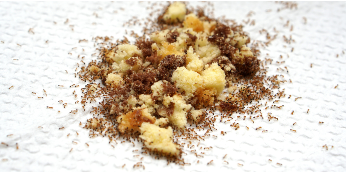 thousands of house ants collecting around cake crumbs