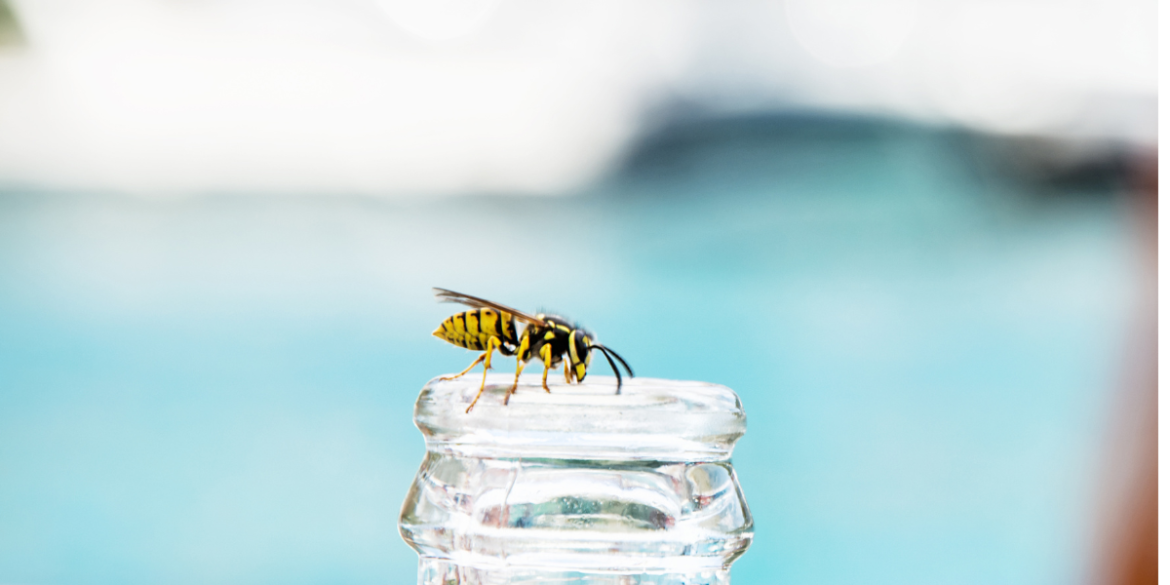 wasp on top of a bottle