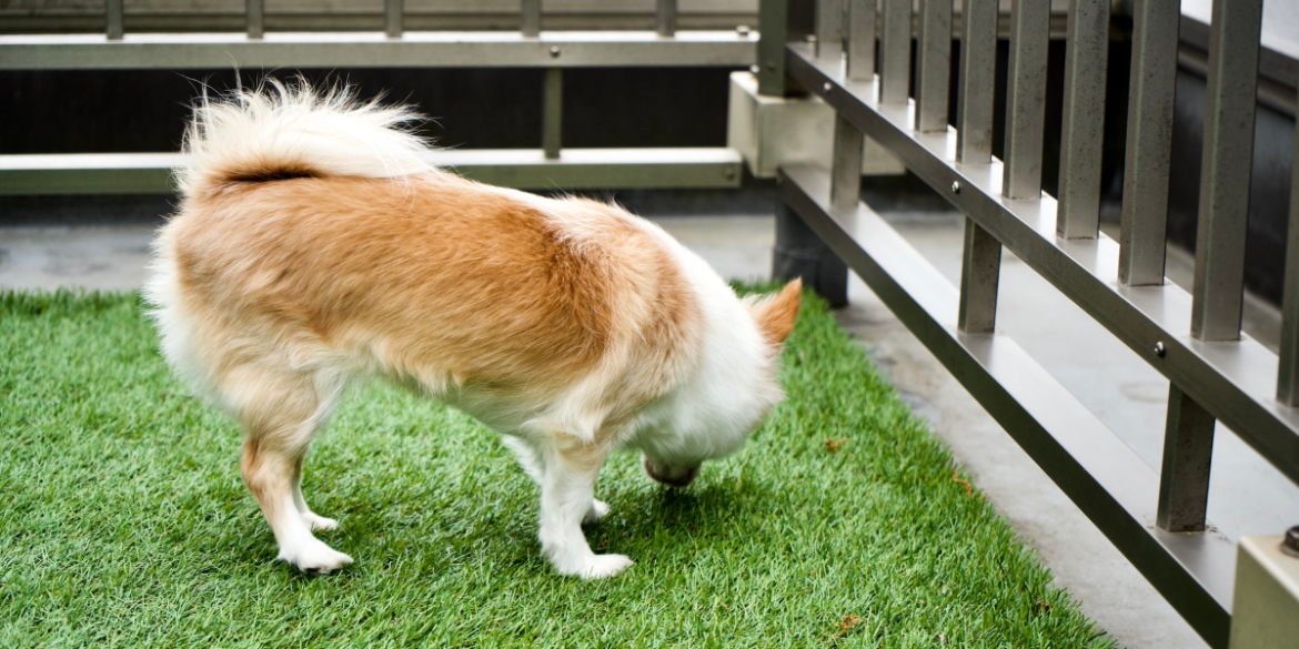  corgie dog sniffing artificial grass to use as a toilet 