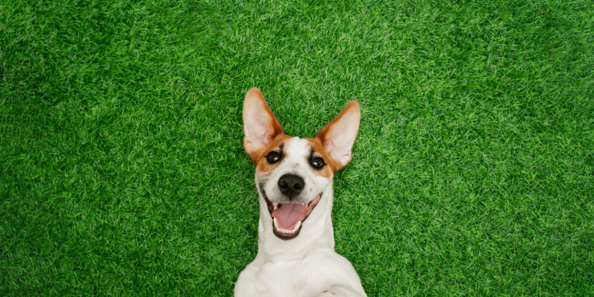 Calling all dog owners: How to clean fake grass